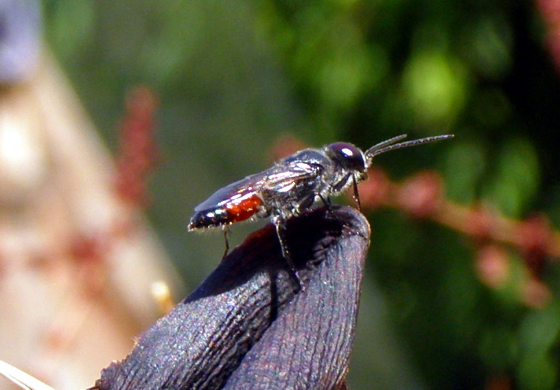 Astata sp. (Crabronidae)