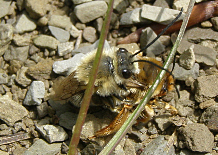 Eucera - corteggiamento e accoppiamento: un placcaggio!