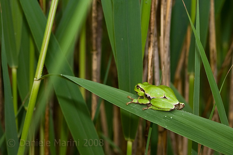 Raganella - Hyla intermedia