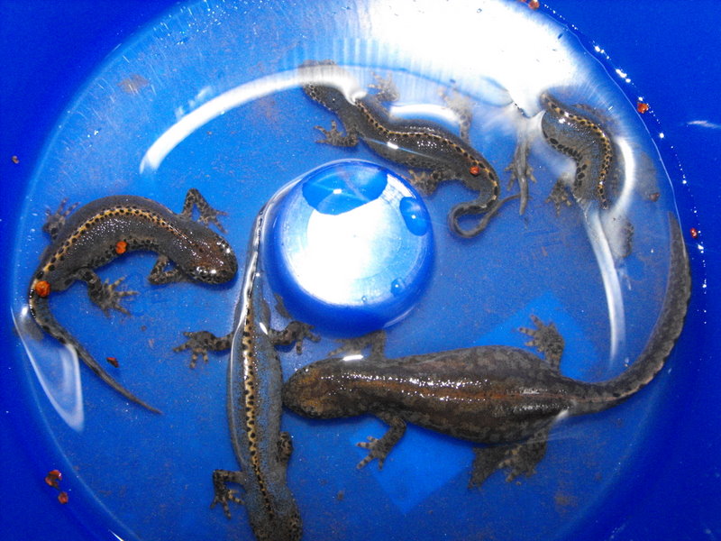 Triturus alpestris apuanus sulla Collina Torinese