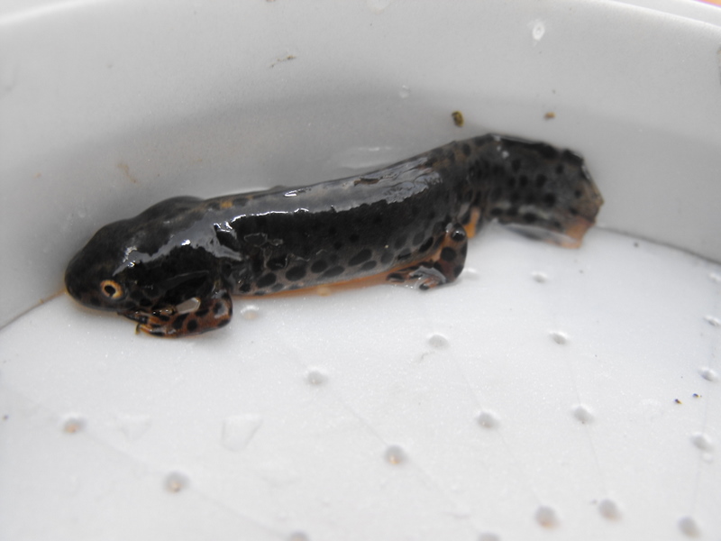 Triturus alpestris apuanus sulla Collina Torinese