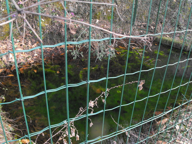 Triturus alpestris apuanus sulla Collina Torinese