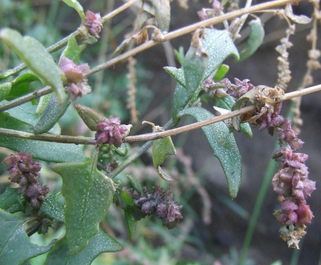 Atriplex prostrata / Atriplice comune