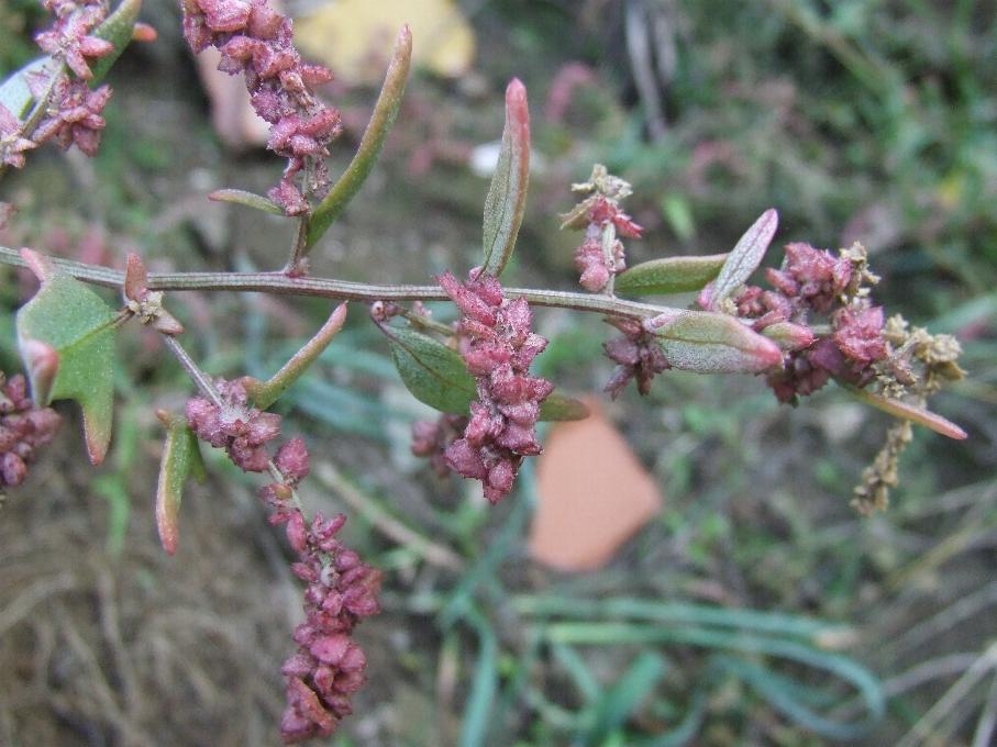 Atriplex prostrata / Atriplice comune