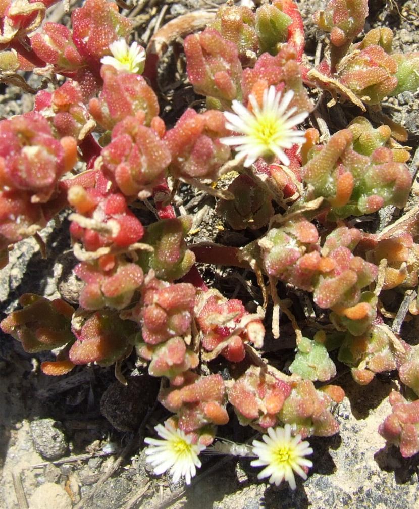 Mesembryanthemum nodiflorum