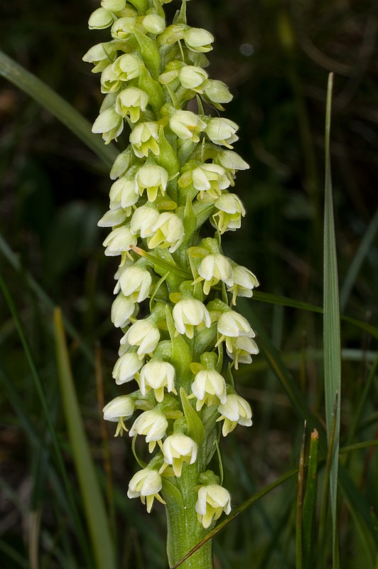 Pseudorchis albida