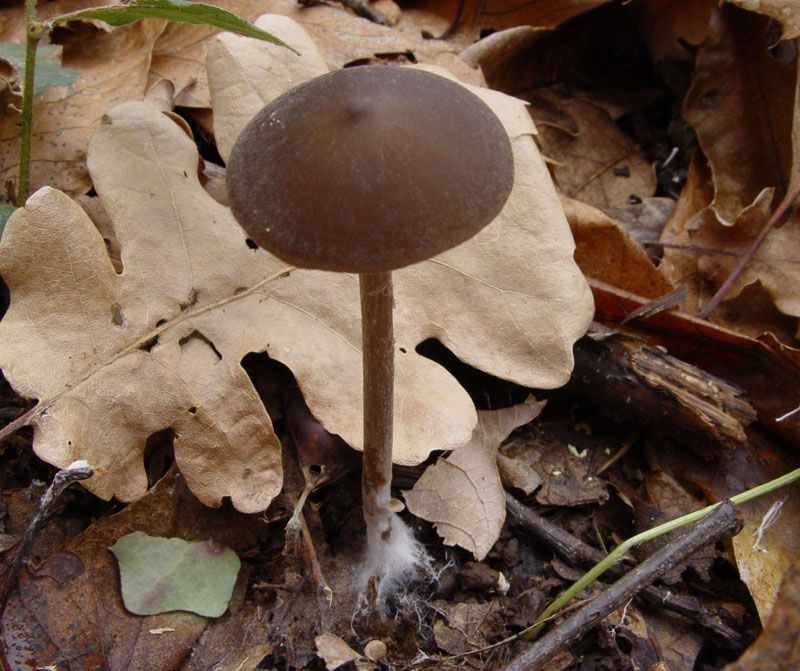 Entoloma (Cfr E. hebes)