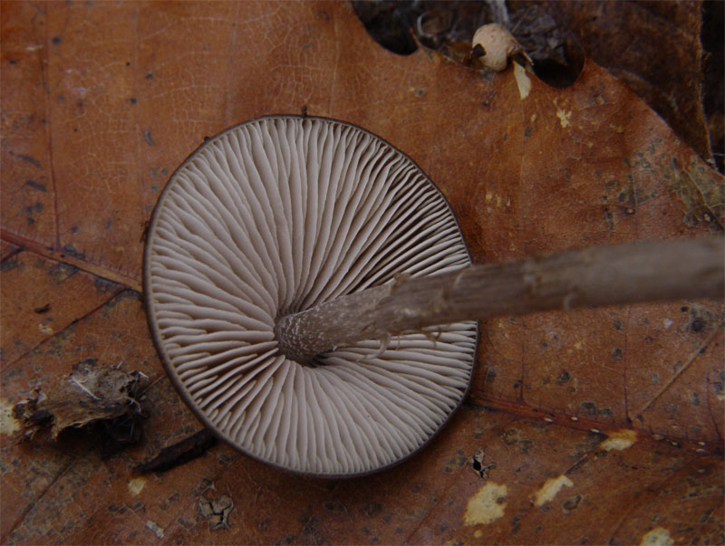 Entoloma (Cfr E. hebes)