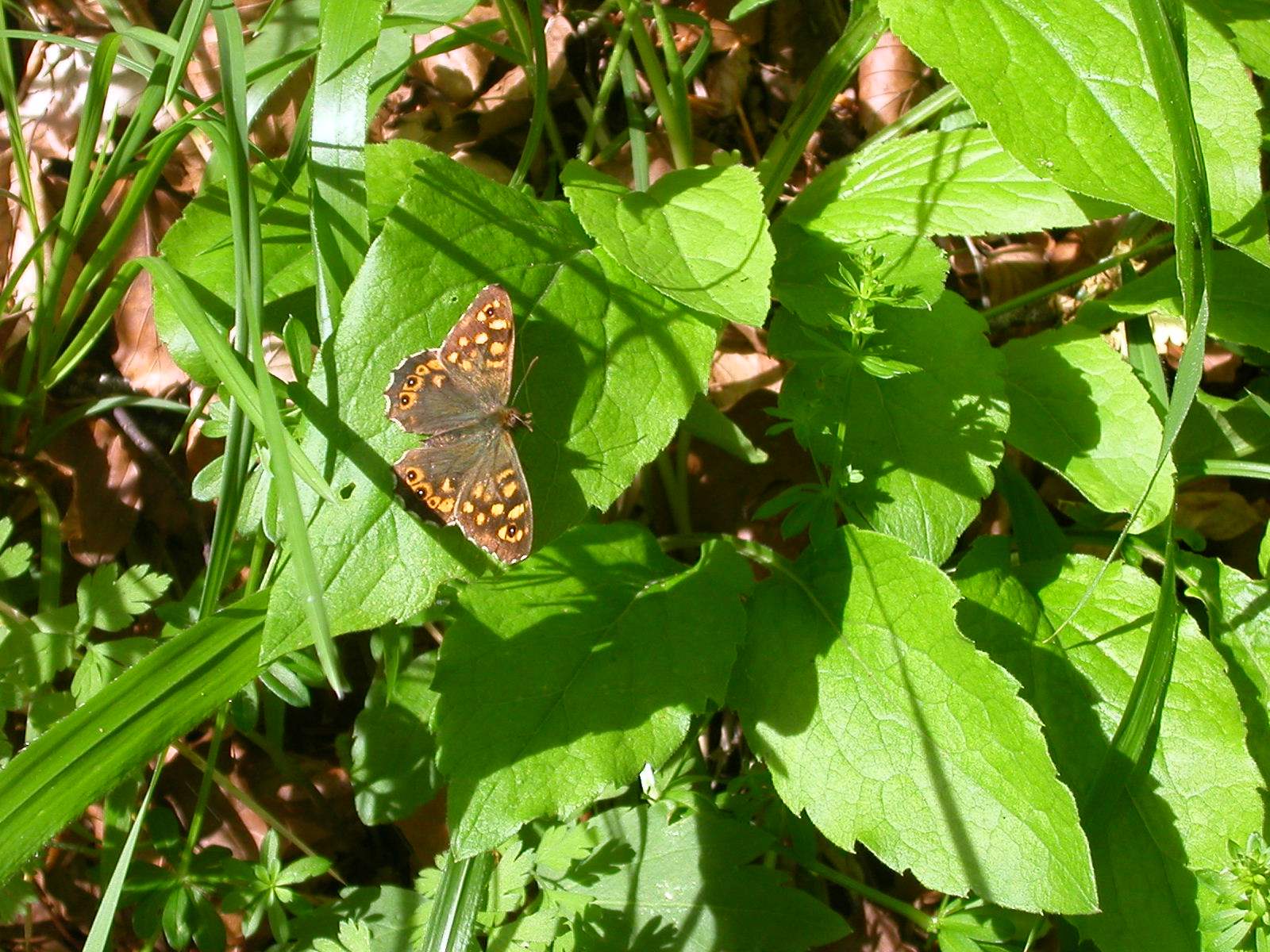 Identificazione di due splendide farfalle