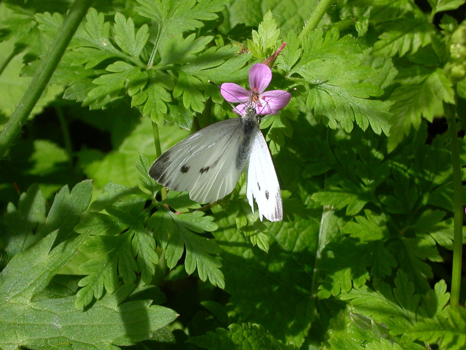 Identificazione di due splendide farfalle