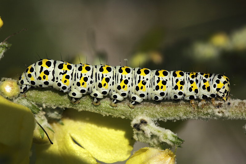 Larva da riconoscere - Cucullia (Shargacucullia) verbasci