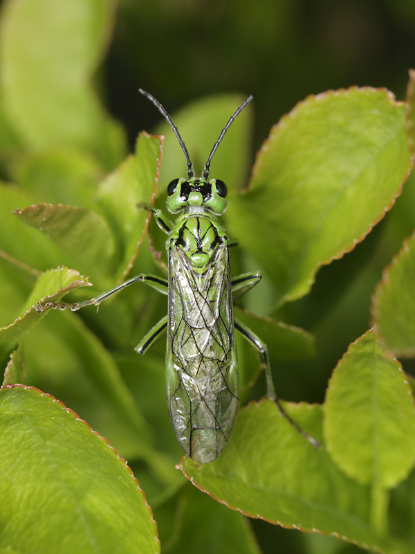 imenottero color pistacchio: Rhogogaster chlorosoma