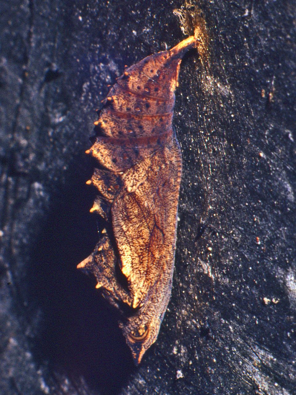 Ancora una crisalide: Aglais urticae