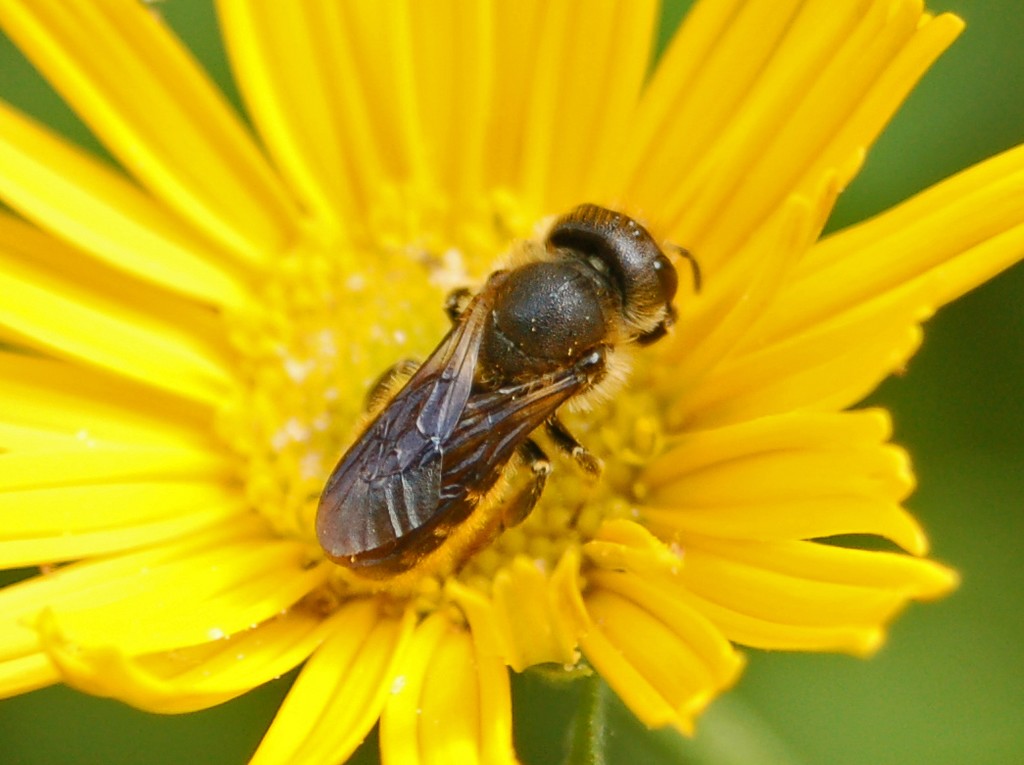 Apidae Megachilinae: femmina di Osmia sp. o Hoplitis sp.