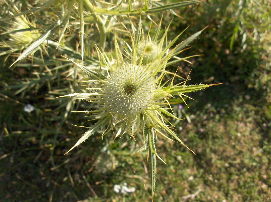 appennino abruzzese 9 - Cirsium morisianum