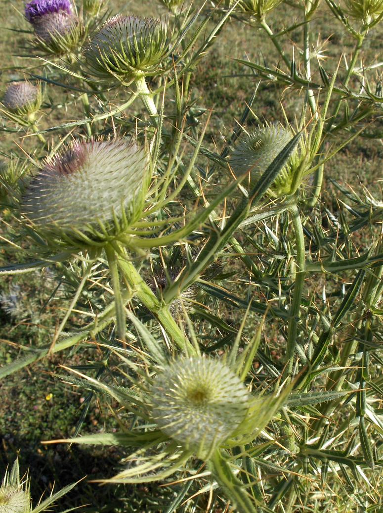 appennino abruzzese 9 - Cirsium morisianum