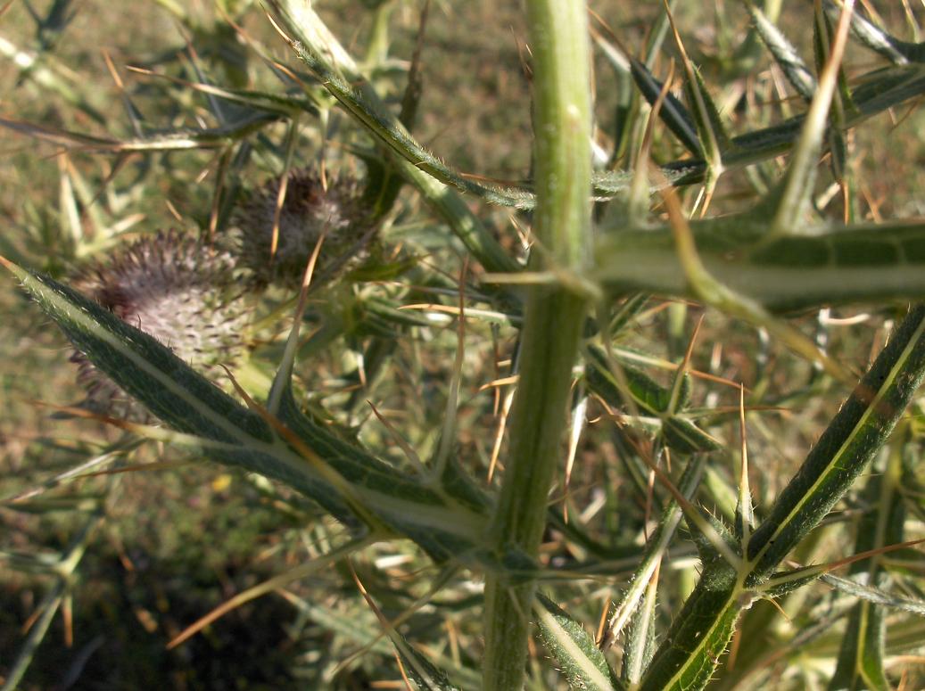 appennino abruzzese 9 - Cirsium morisianum