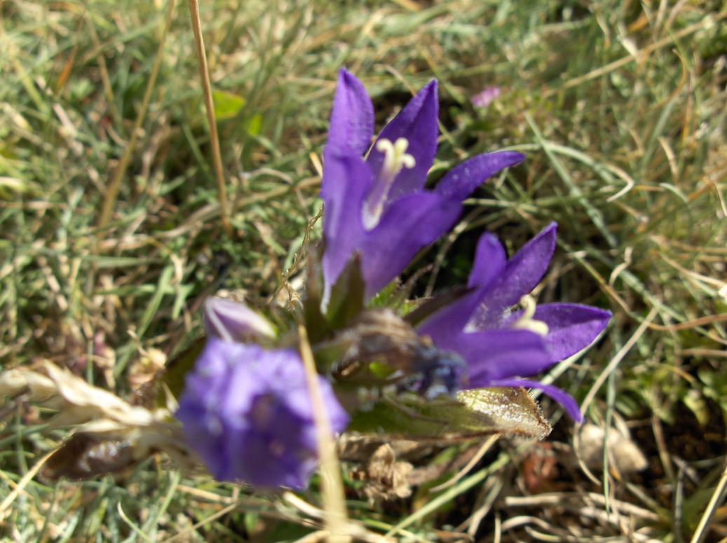 Appennino abruzzese - Campanula glomerata