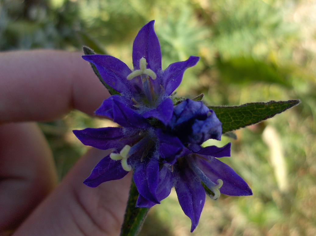 Appennino abruzzese - Campanula glomerata