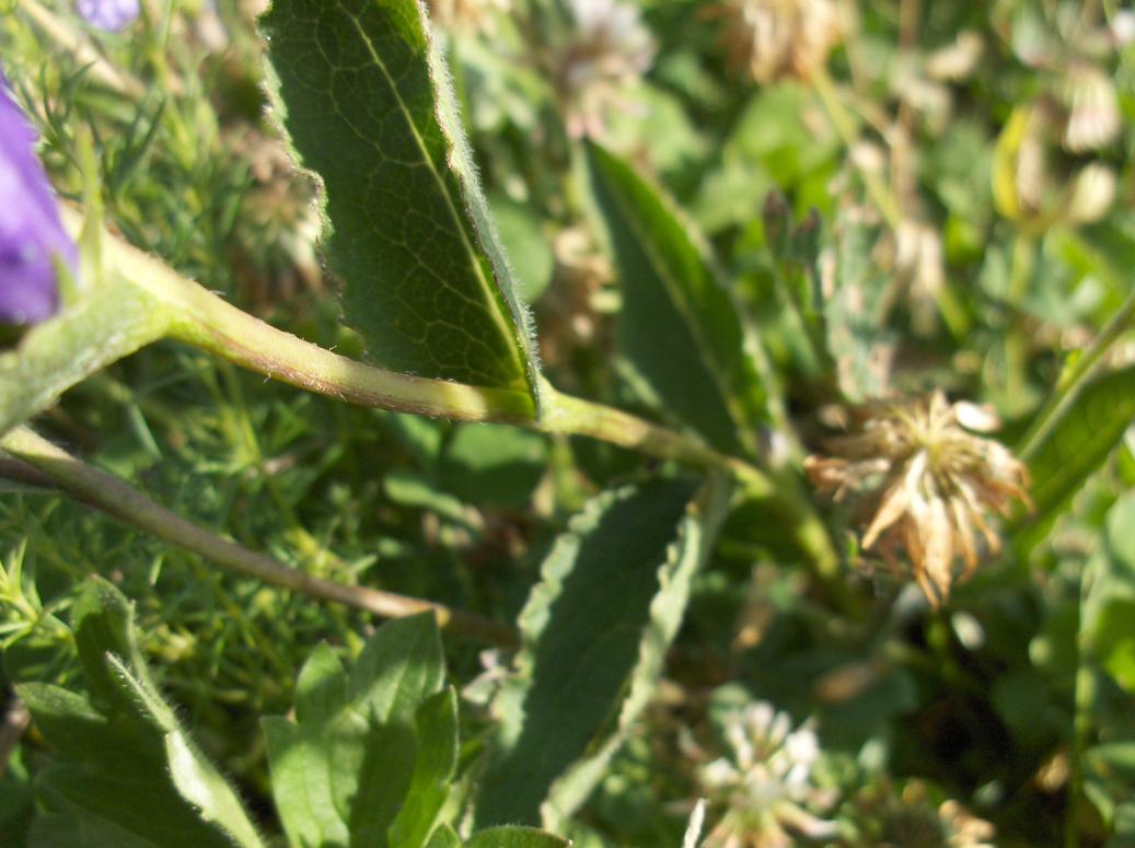 Appennino abruzzese - Campanula glomerata