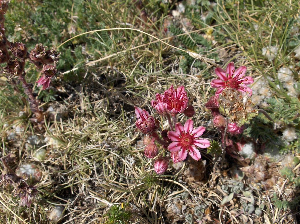 Appennino abruzzese...Sempervivum arachnoideum