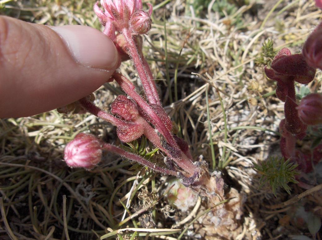 Appennino abruzzese...Sempervivum arachnoideum