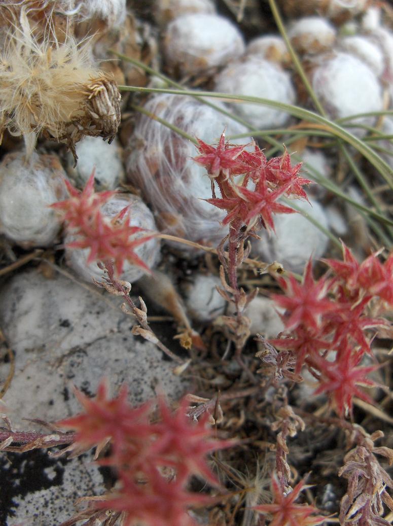 Appennino abruzzese...Sempervivum arachnoideum