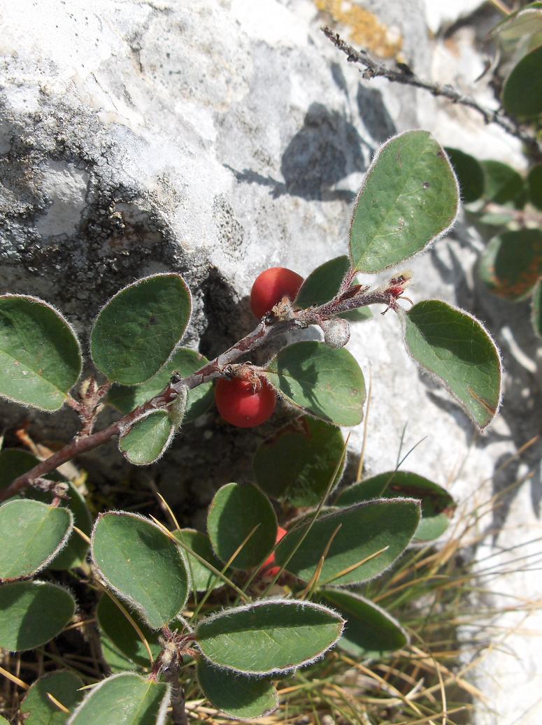 Appennino abruzzese - Cotoneaster integerrimus