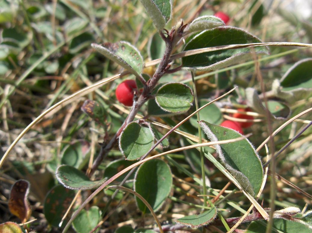 Appennino abruzzese - Cotoneaster integerrimus