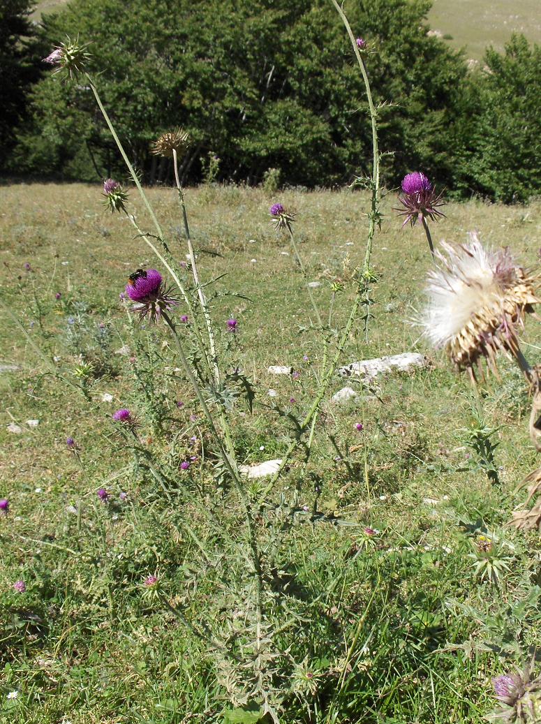 Appennino abruzzese -Carduus nutans