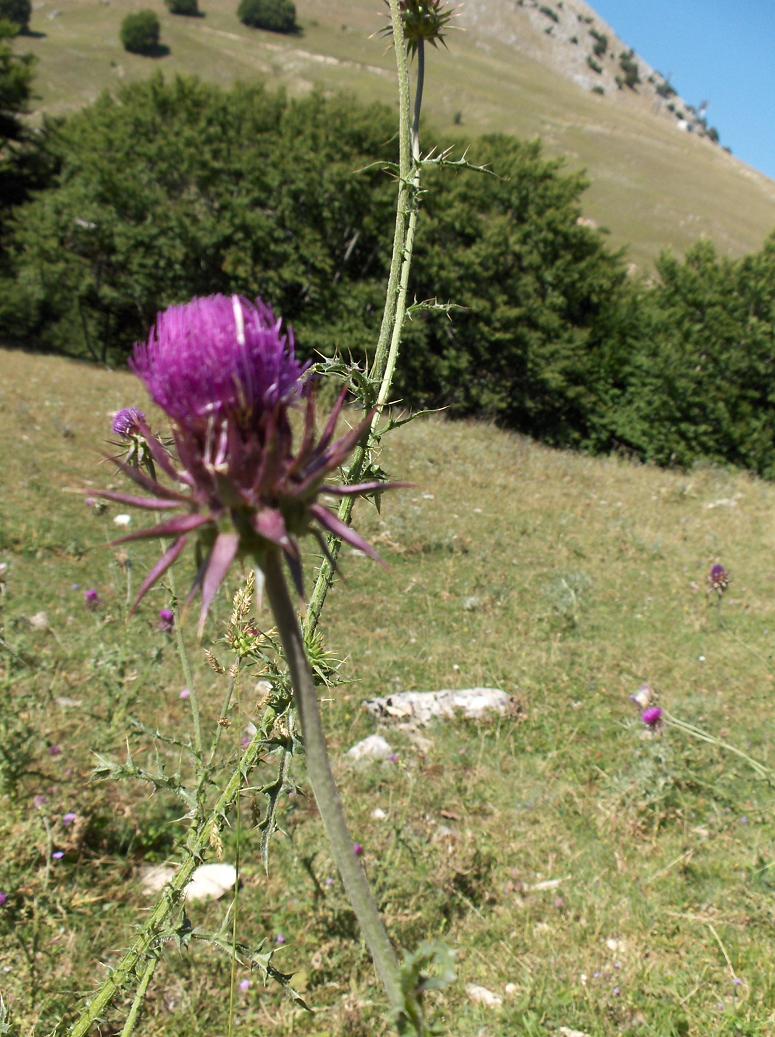 Appennino abruzzese -Carduus nutans