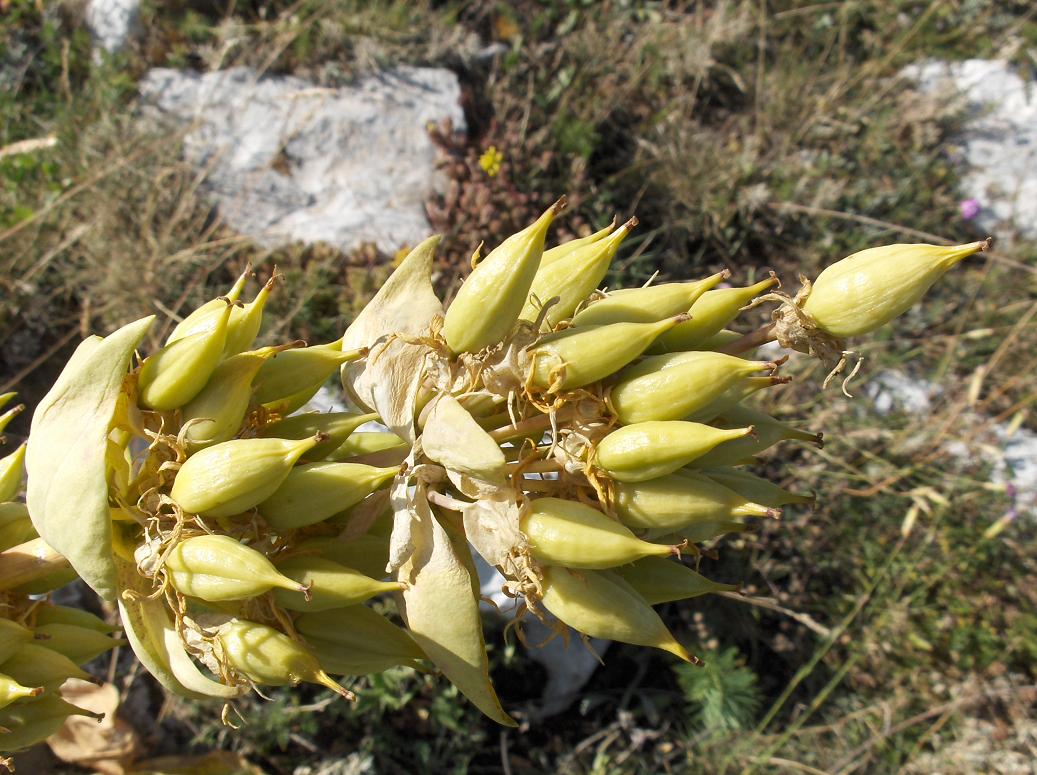 Gentiana lutea / Genziana maggiore