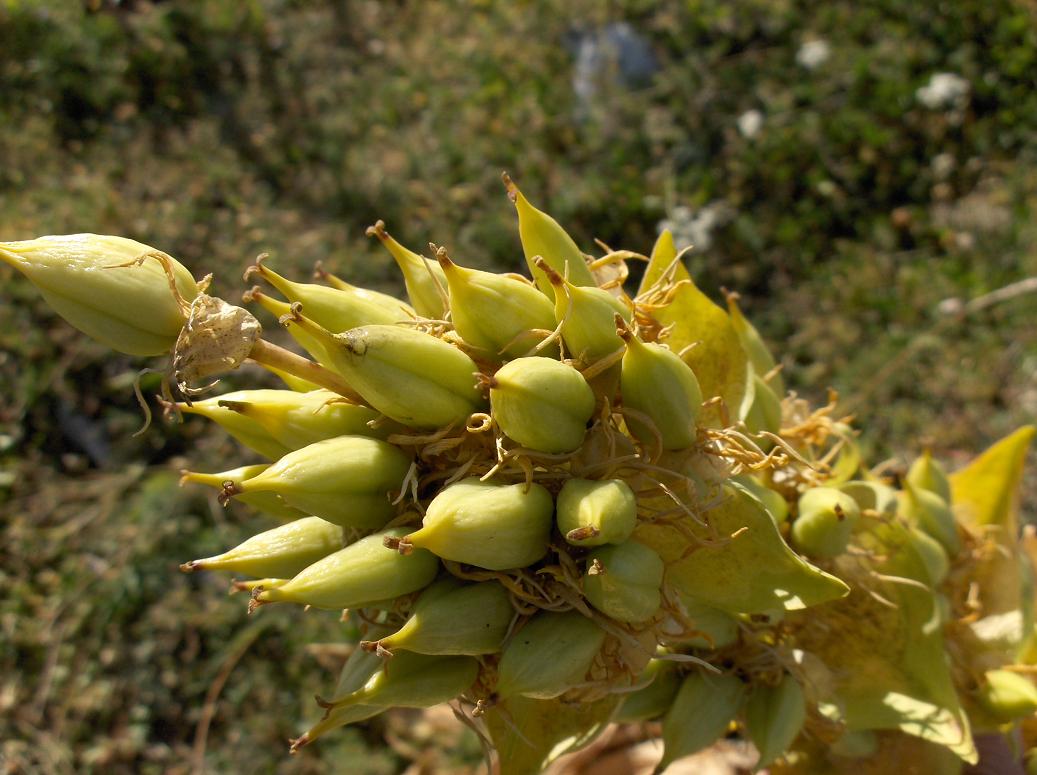 Gentiana lutea / Genziana maggiore