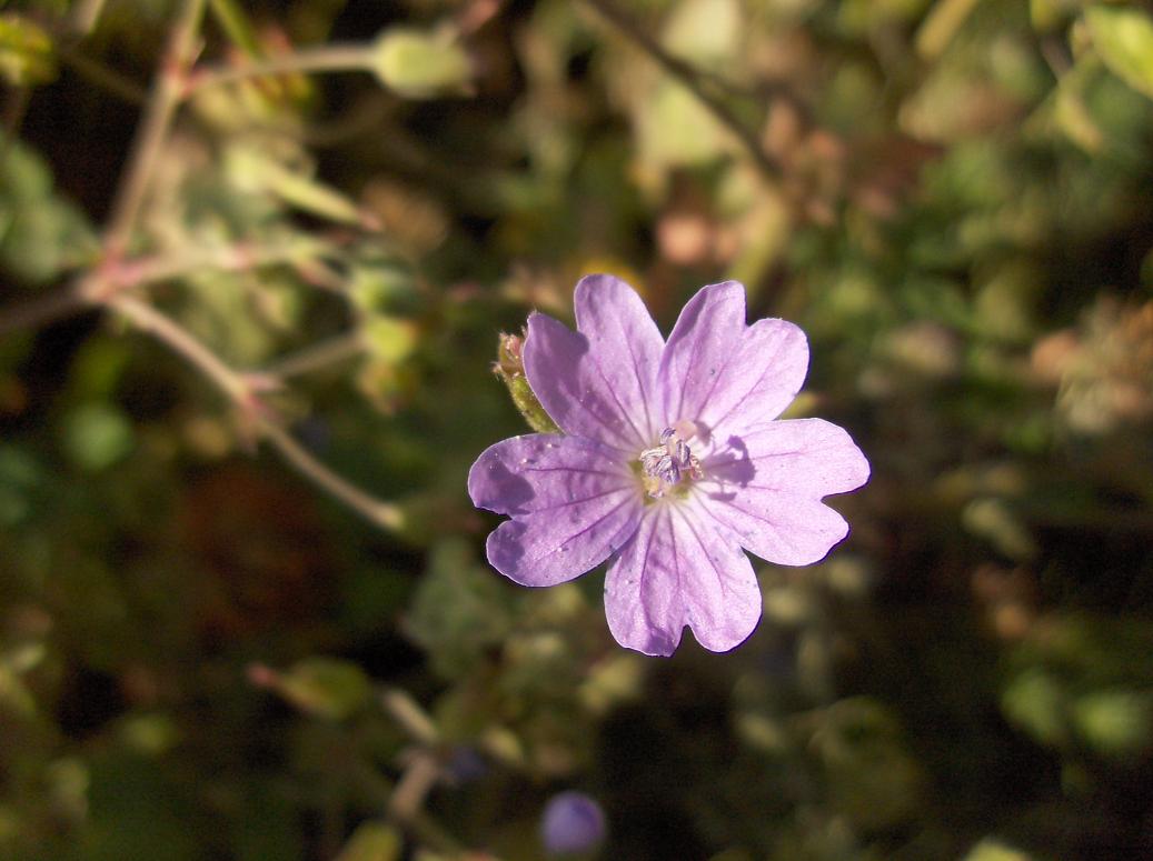 Appennino abruzzese - Geranium pyrenaicum