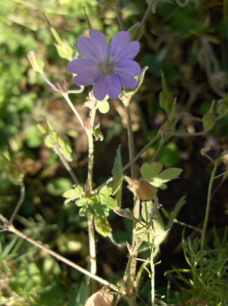 Appennino abruzzese - Geranium pyrenaicum