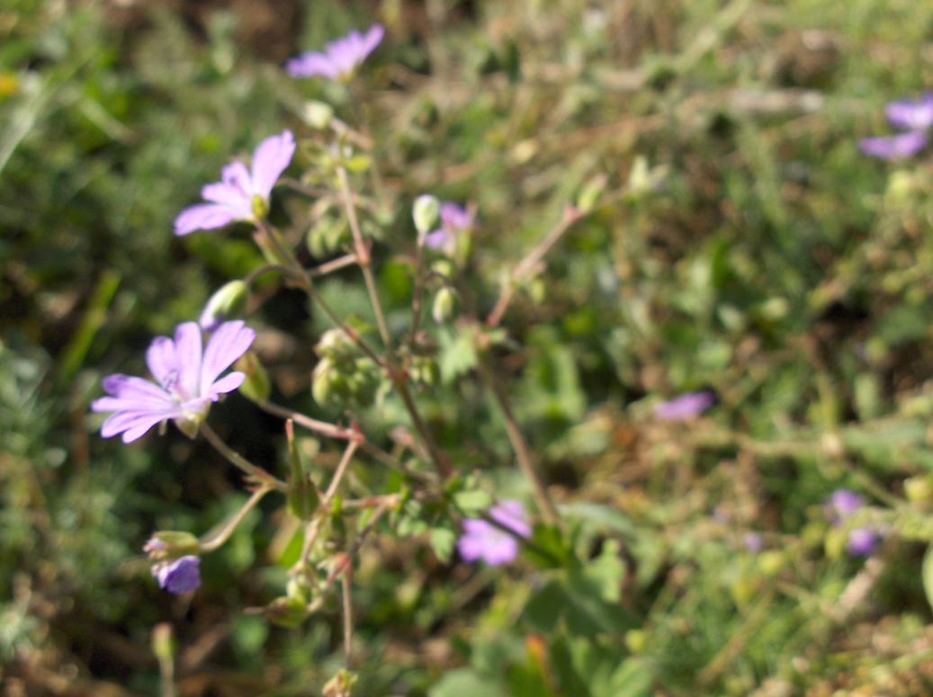 Appennino abruzzese - Geranium pyrenaicum