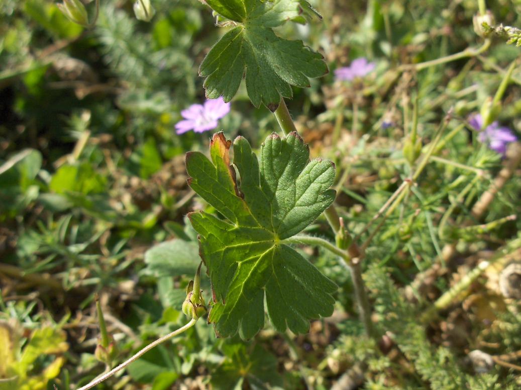 Appennino abruzzese - Geranium pyrenaicum