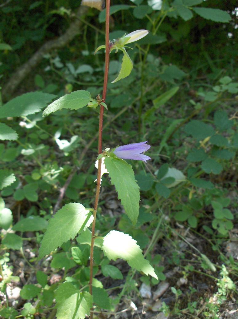 appennino abruzzese...Campanula  cfr. trachelium