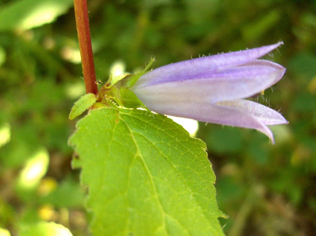 appennino abruzzese...Campanula  cfr. trachelium