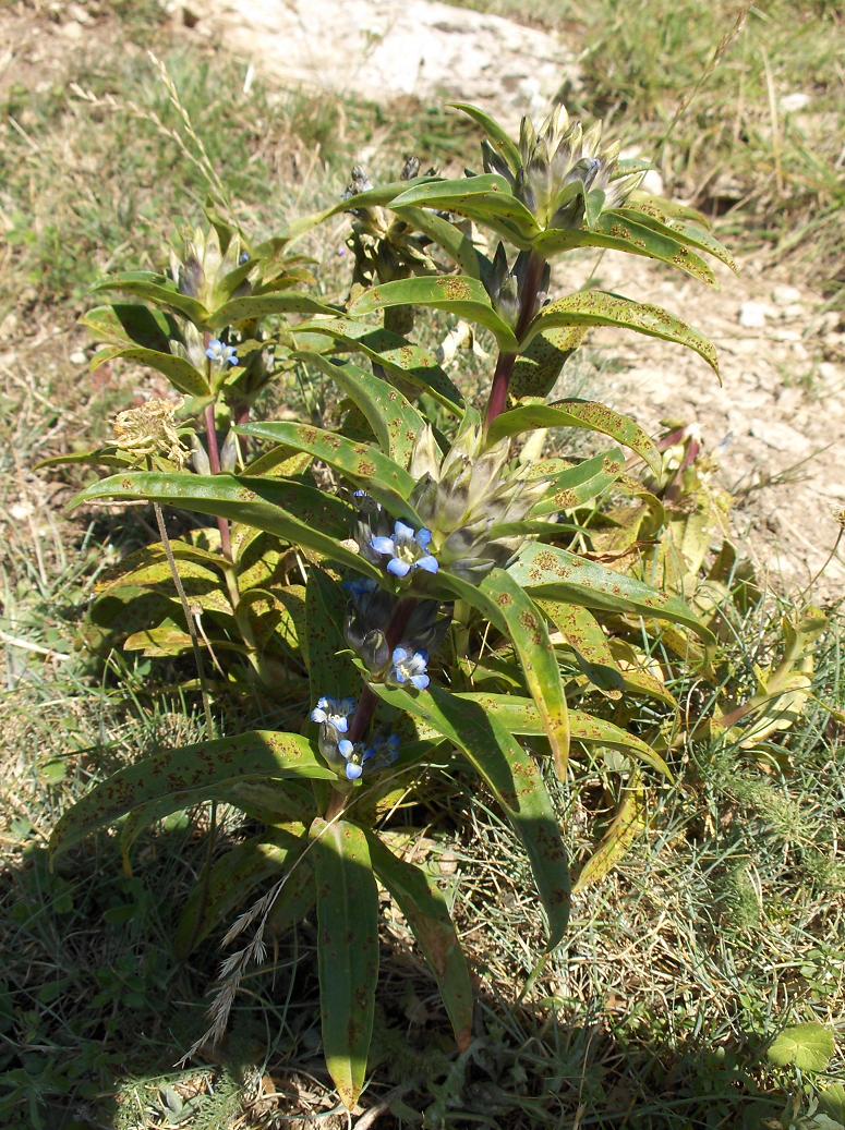 Appennino abruzzese - Gentiana cruciata