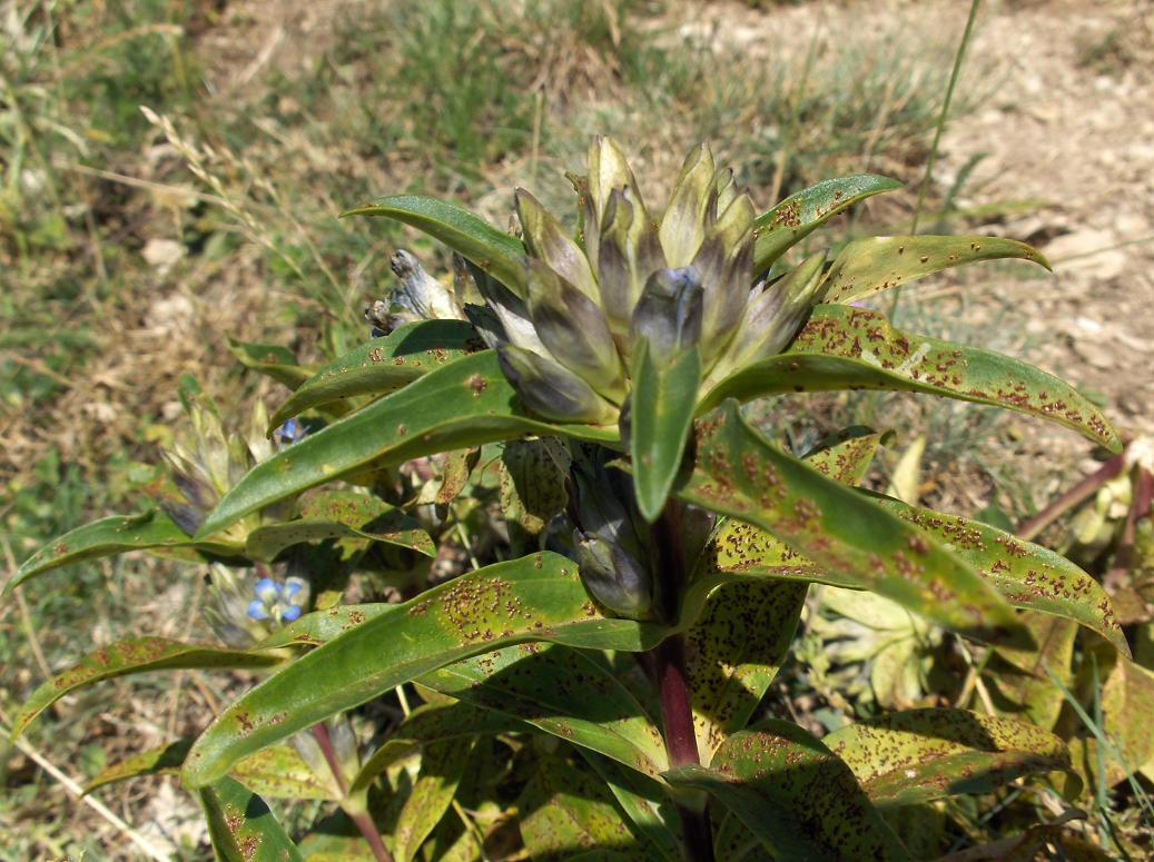 Appennino abruzzese - Gentiana cruciata