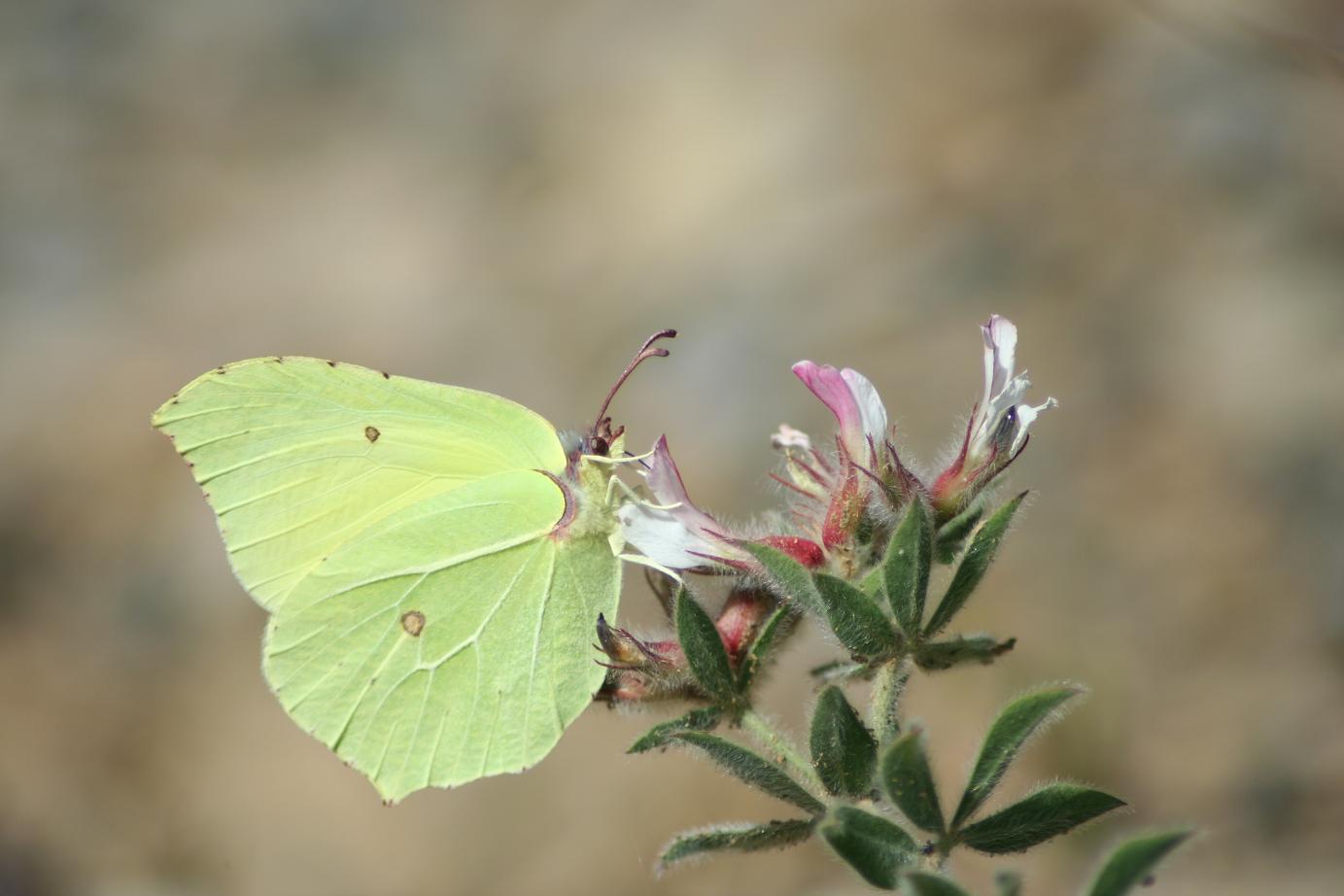 Lotus hirsutus (=Dorycnium hirsutum)