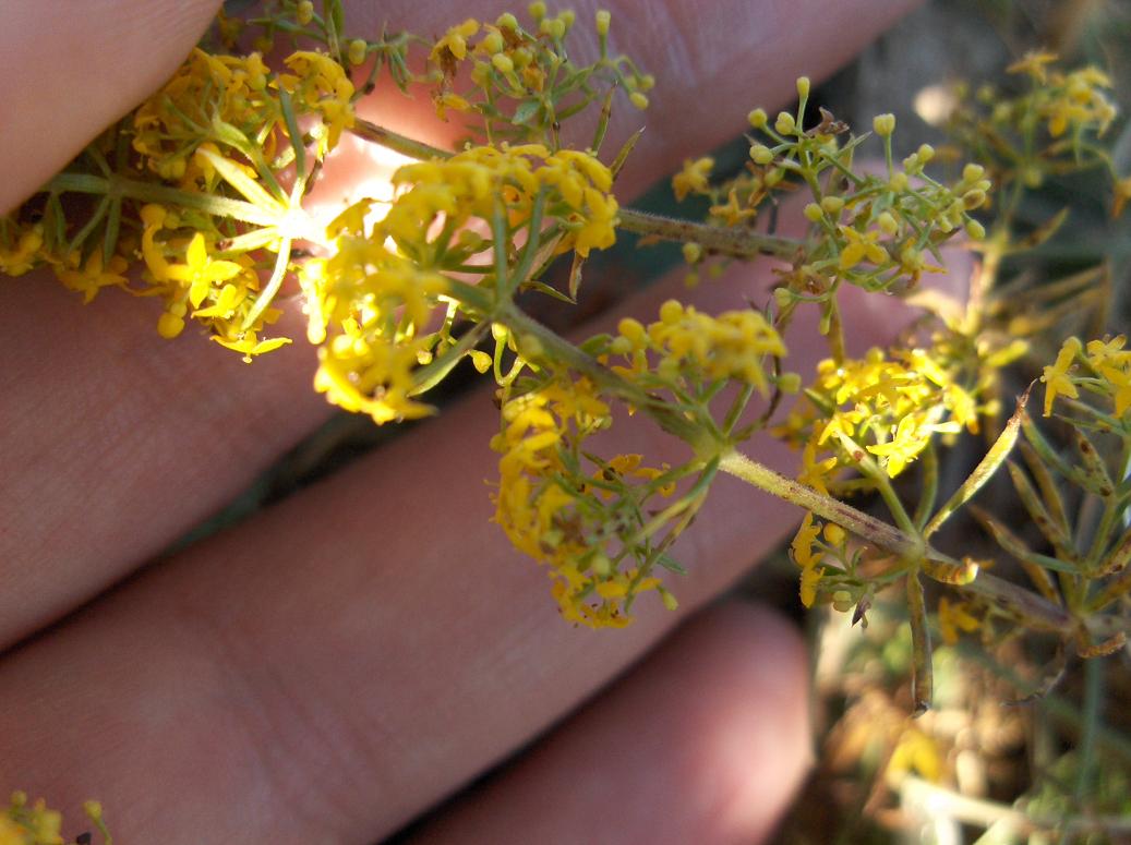 Flora appennino abruzzese - Galium verum e Sedum sp.