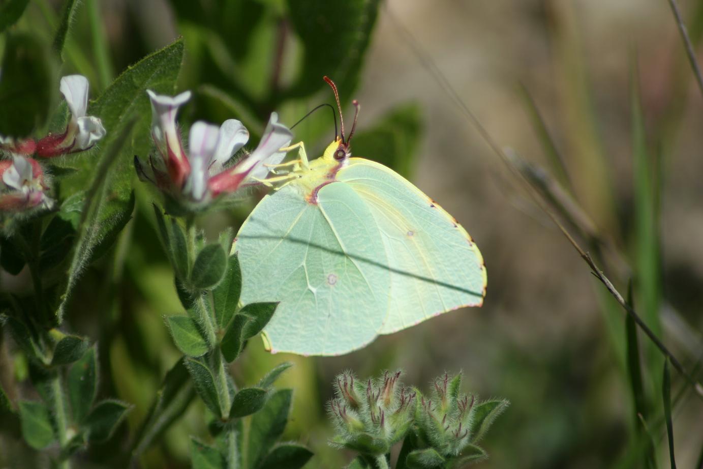 Lotus hirsutus (=Dorycnium hirsutum)