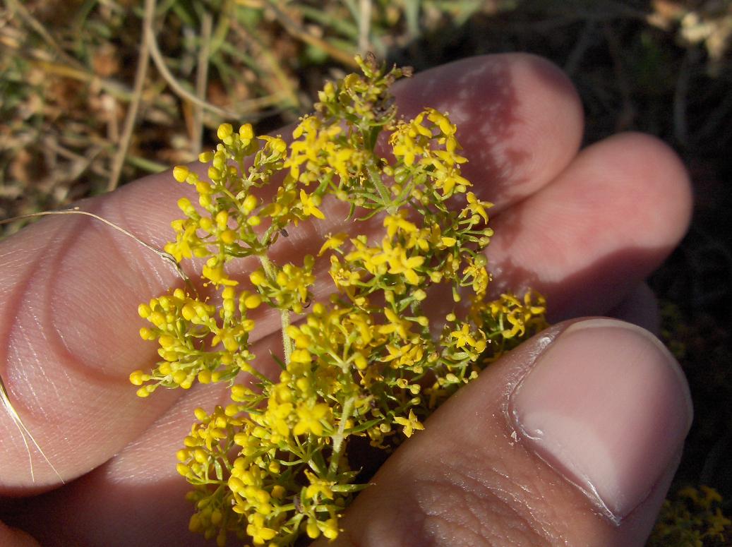 Flora appennino abruzzese - Galium verum e Sedum sp.