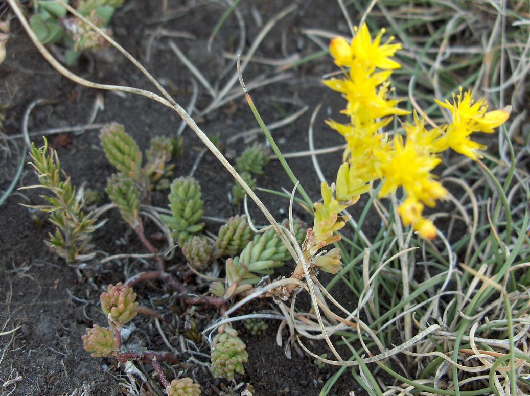 Appennino abruzzese - Sedum acre