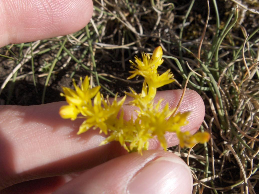 Appennino abruzzese - Sedum acre