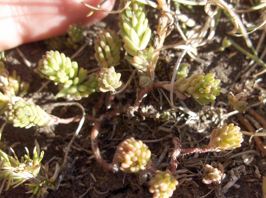 Flora appennino abruzzese - Galium verum e Sedum sp.