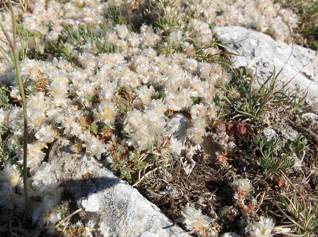 Flora appennino abruzzese - Paronychia kapela