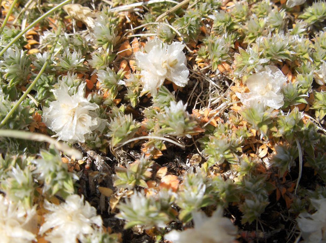 Flora appennino abruzzese - Paronychia kapela